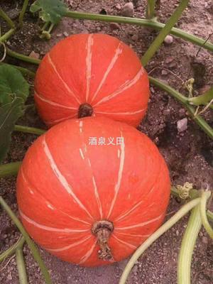 金福瑞